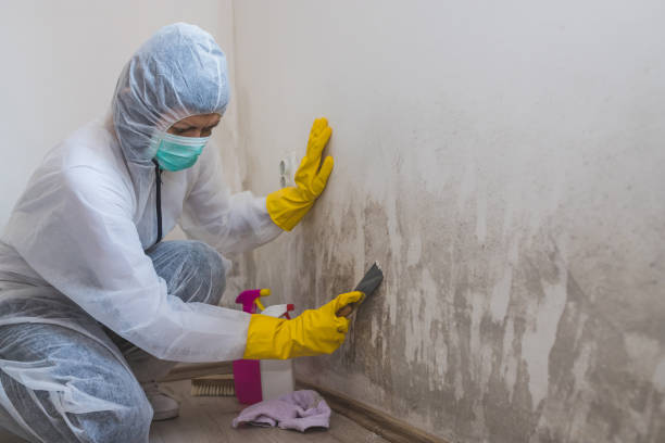 Best Basement Mold Removal  in North Industry, OH